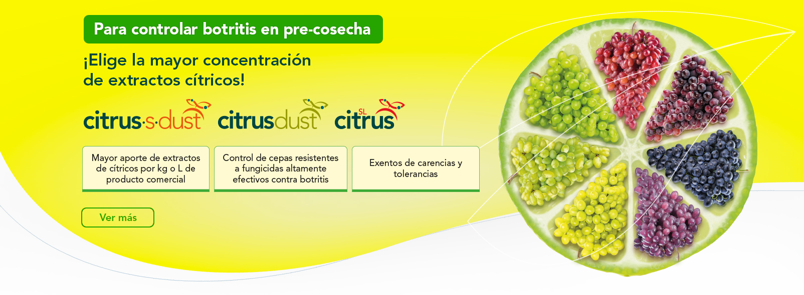 Línea Citrus: ¡Lo que debes saber!