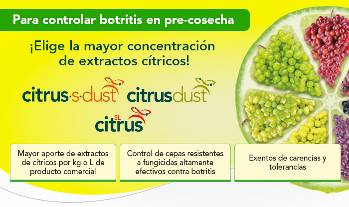 Línea Citrus: ¡Lo que debes saber!