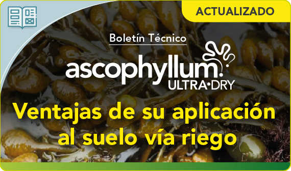 Boletín técnico Ascophyllum Ultra-Dry: ventajas de su aplicación al suelo vía riego