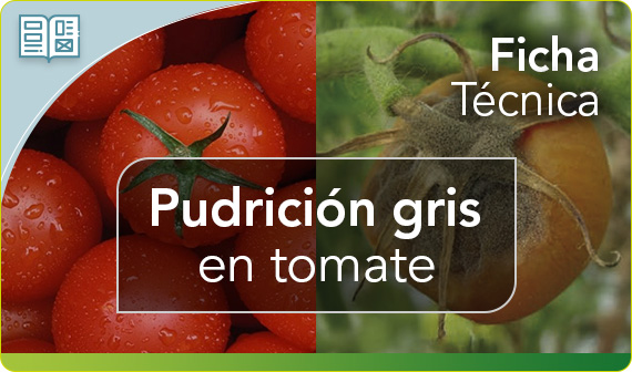 Pudrición gris en tomate - Botrytis cinerea