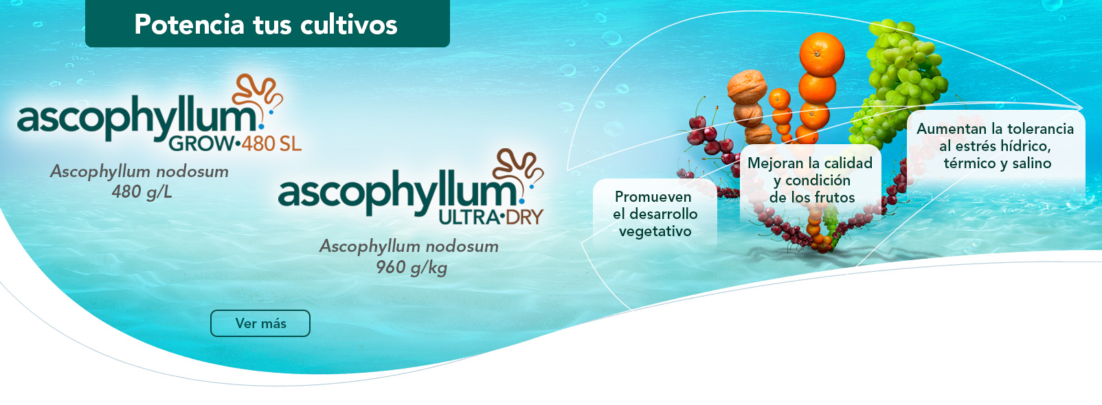 Ascophyllum Grow•480 SL