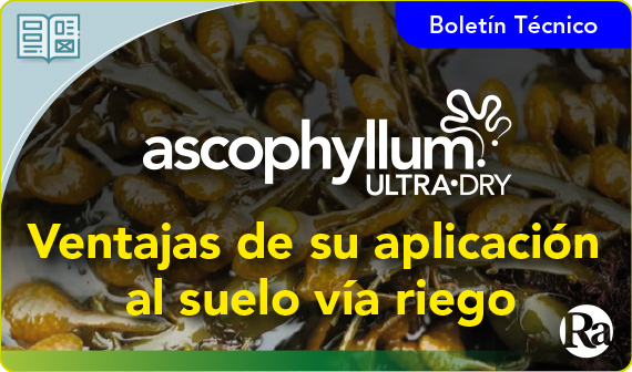 Ascophyllum Ultra•Dry: Ventajas de su aplicación al suelo vía riego