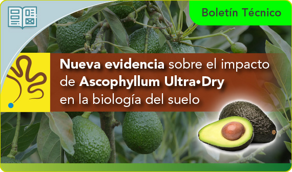 Nueva evidencia sobre el impacto de Ascophyllum Ultra•Dry en la biología del suelo