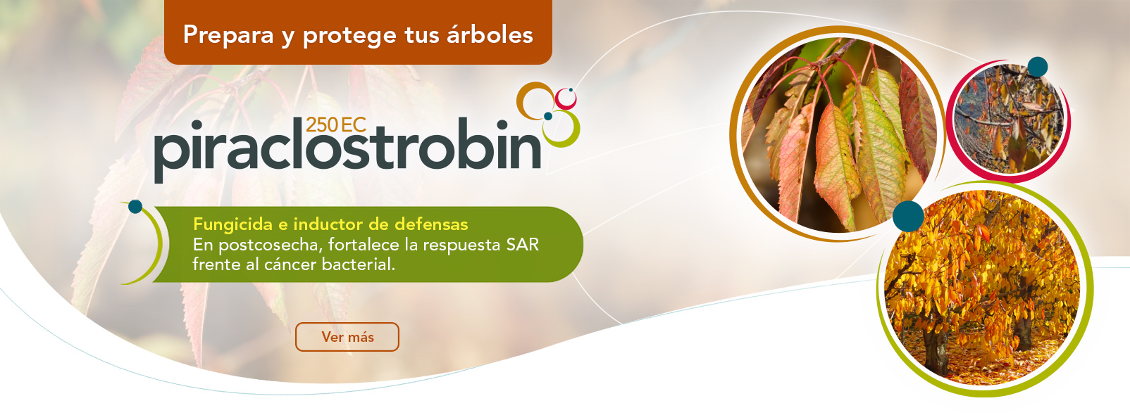 Piraclostrobin 250 EC