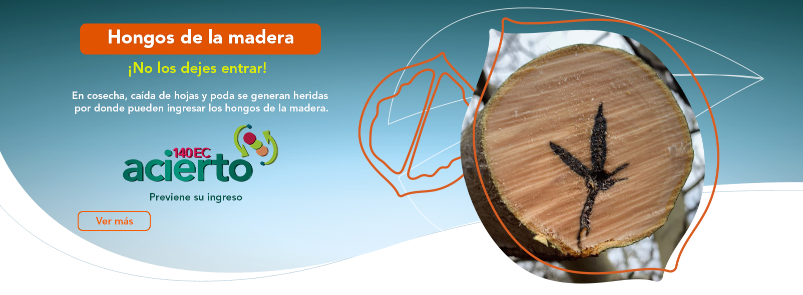 Enfermedades en nogal: resultados de su control con Acierto 140 EC