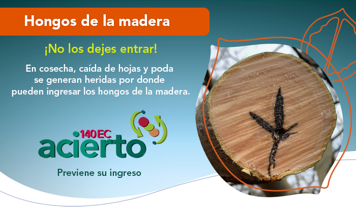 Enfermedades en nogal: resultados de su control con Acierto 140 EC