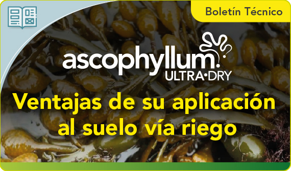 Nueva evidencia sobre el impacto de Ascophyllum Ultra•Dry