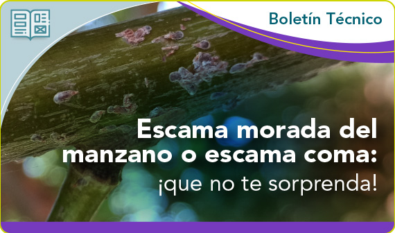 Escama morada del manzano o escama coma
