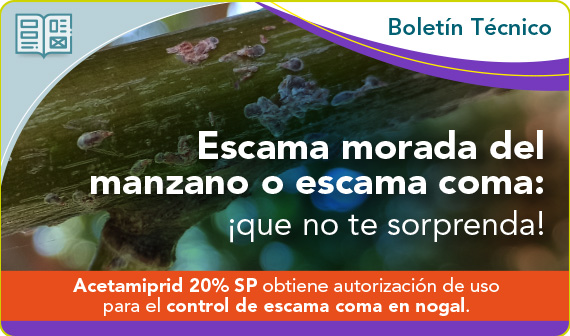 Escama morada del manzano o escama coma